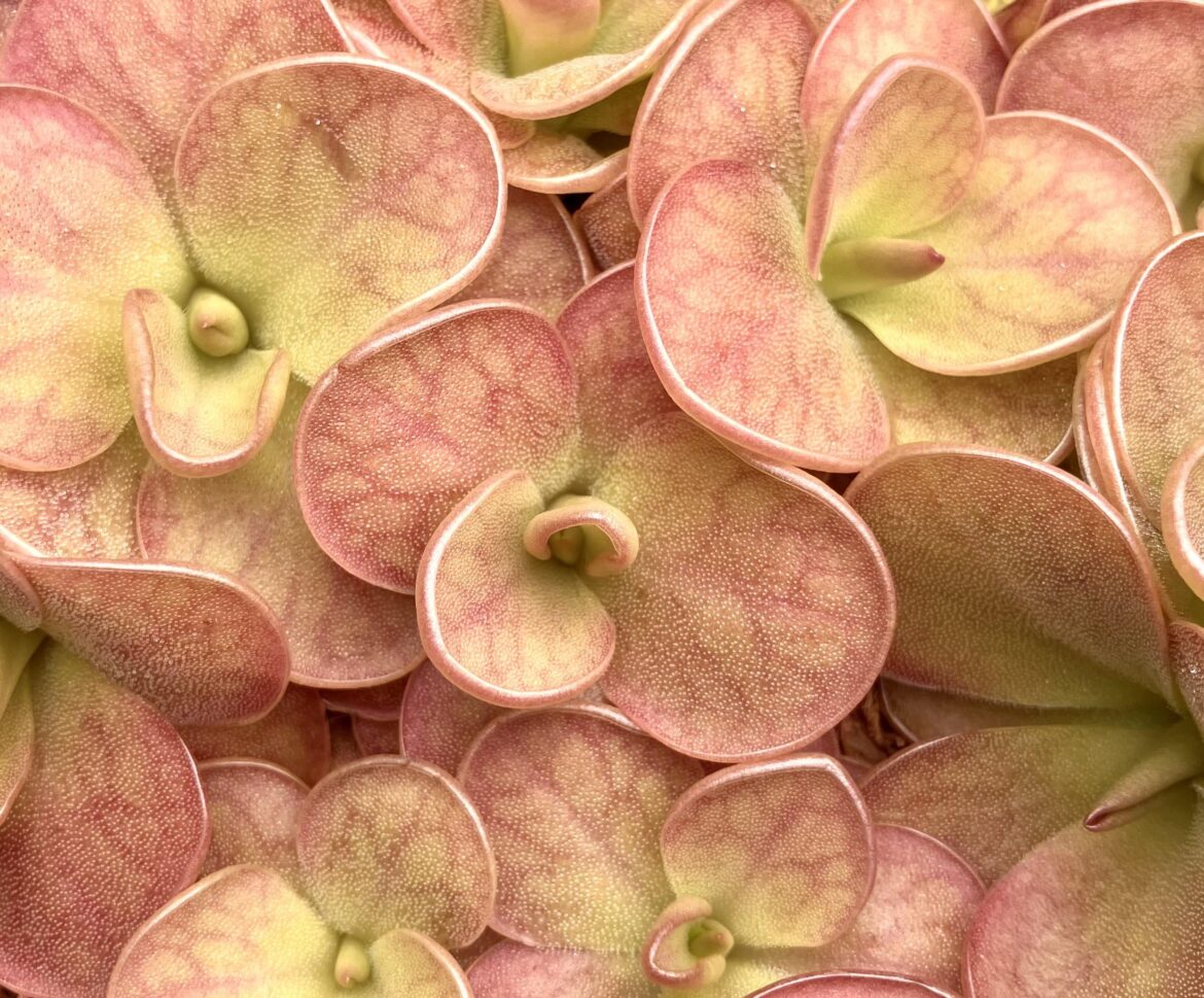 Pinguicula moranensis ‘J’ ☺️