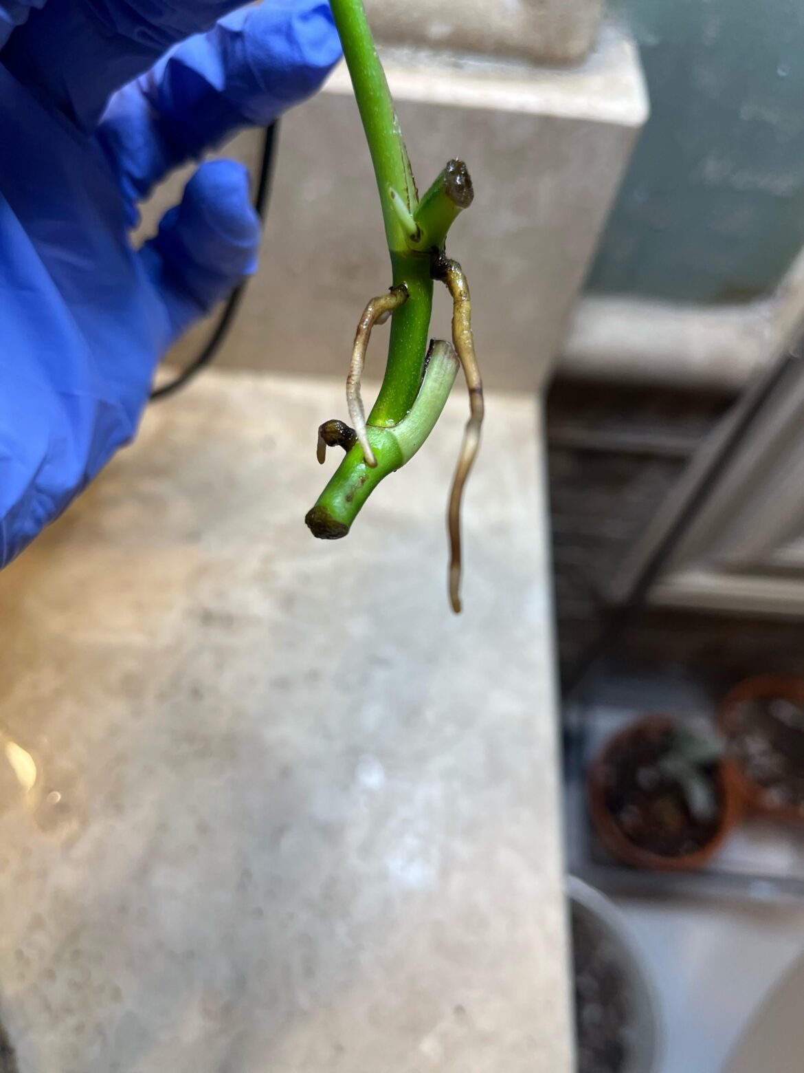 Pothos prop