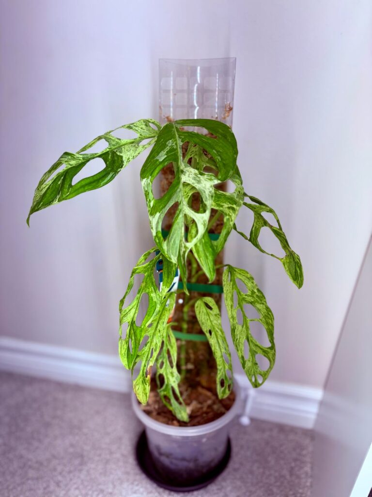 Adansonii Indonesian Mint💚🤍