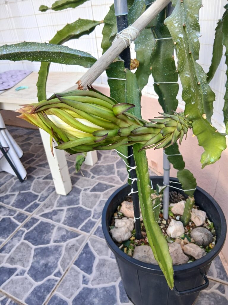 Dragonfruit blooming