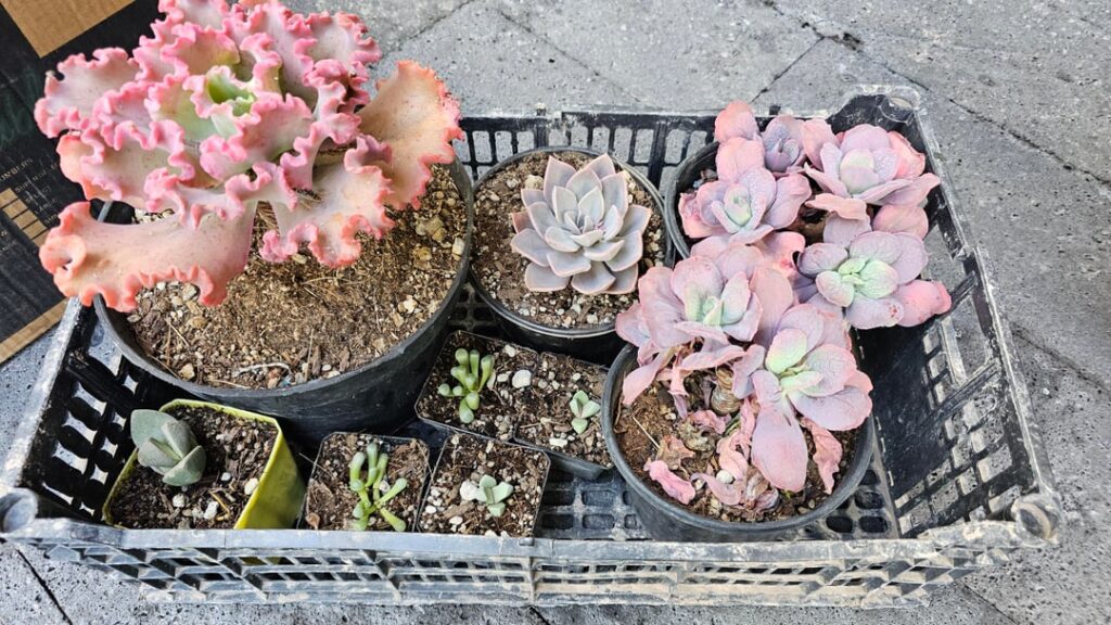 Just got these beauties