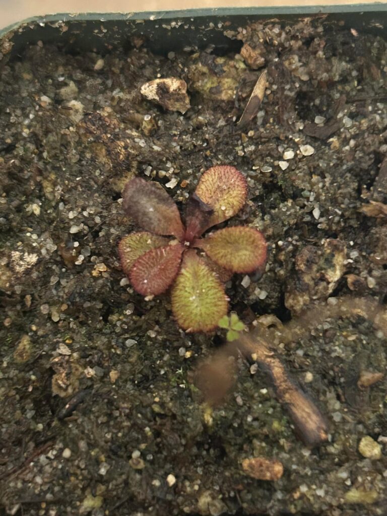 Tuberous drosera: Dormancy or dying?
