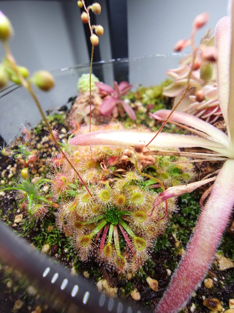 my first time harvesting gemmae!