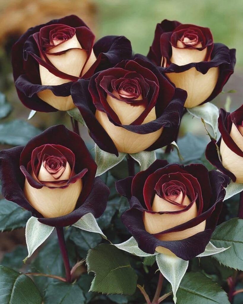 Rose variety: Osiria. Germany 1970!
