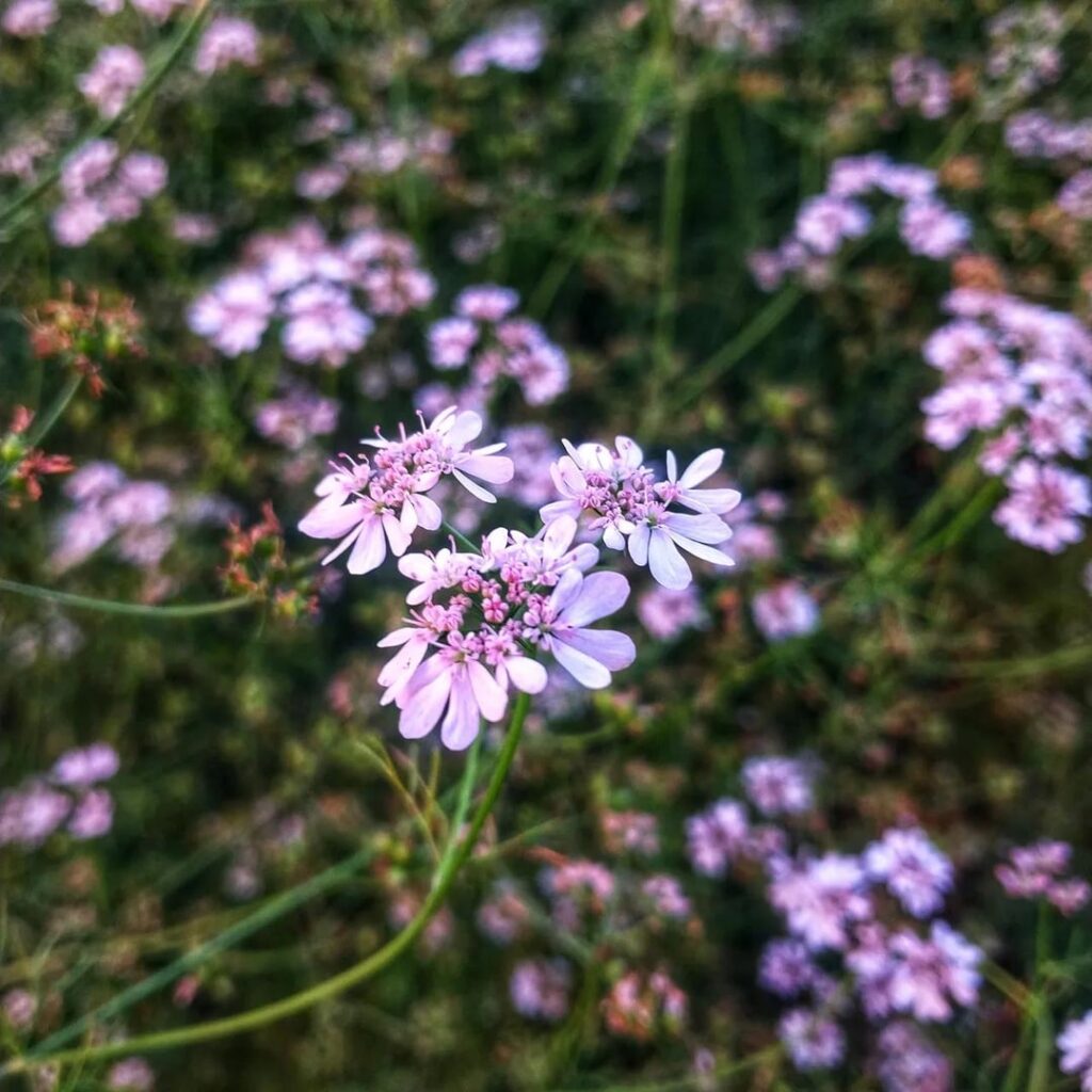 Flowers of a coriander plant