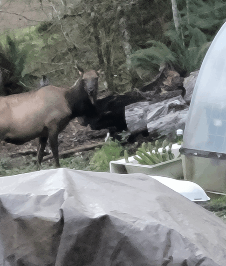 Elk nibbled cactus! Did not like it! Elk nibbled cactus! Did not like it!