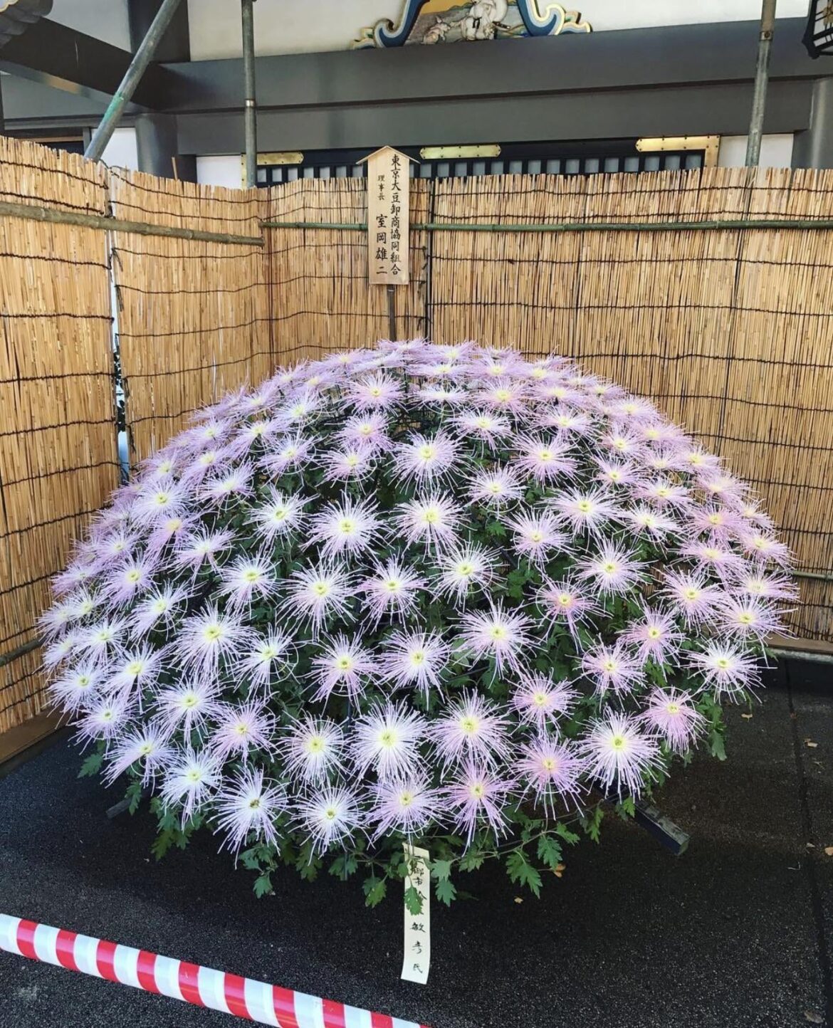 Nature’s soft fireworks 🌸