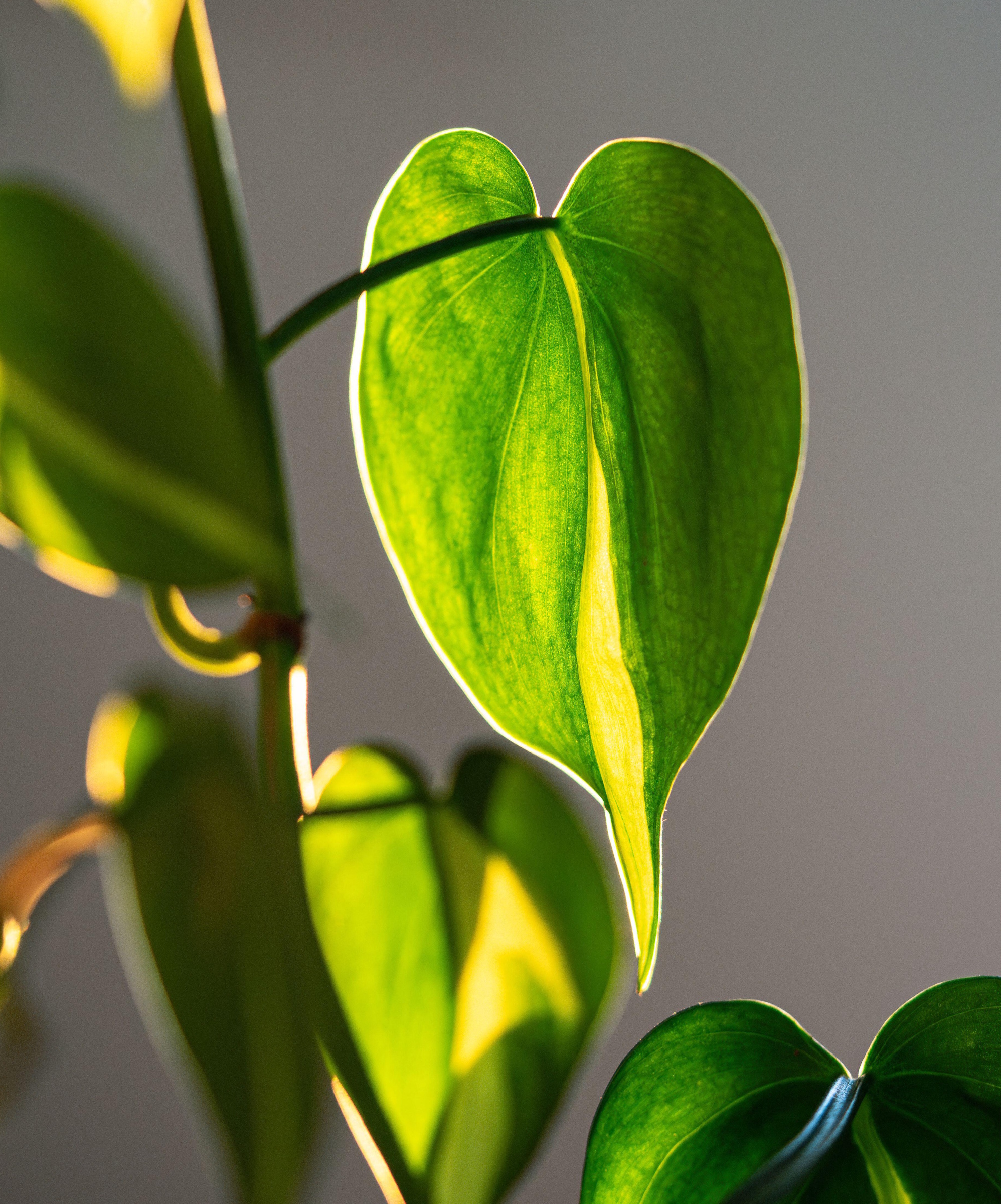Heartleaf philodendron leaf