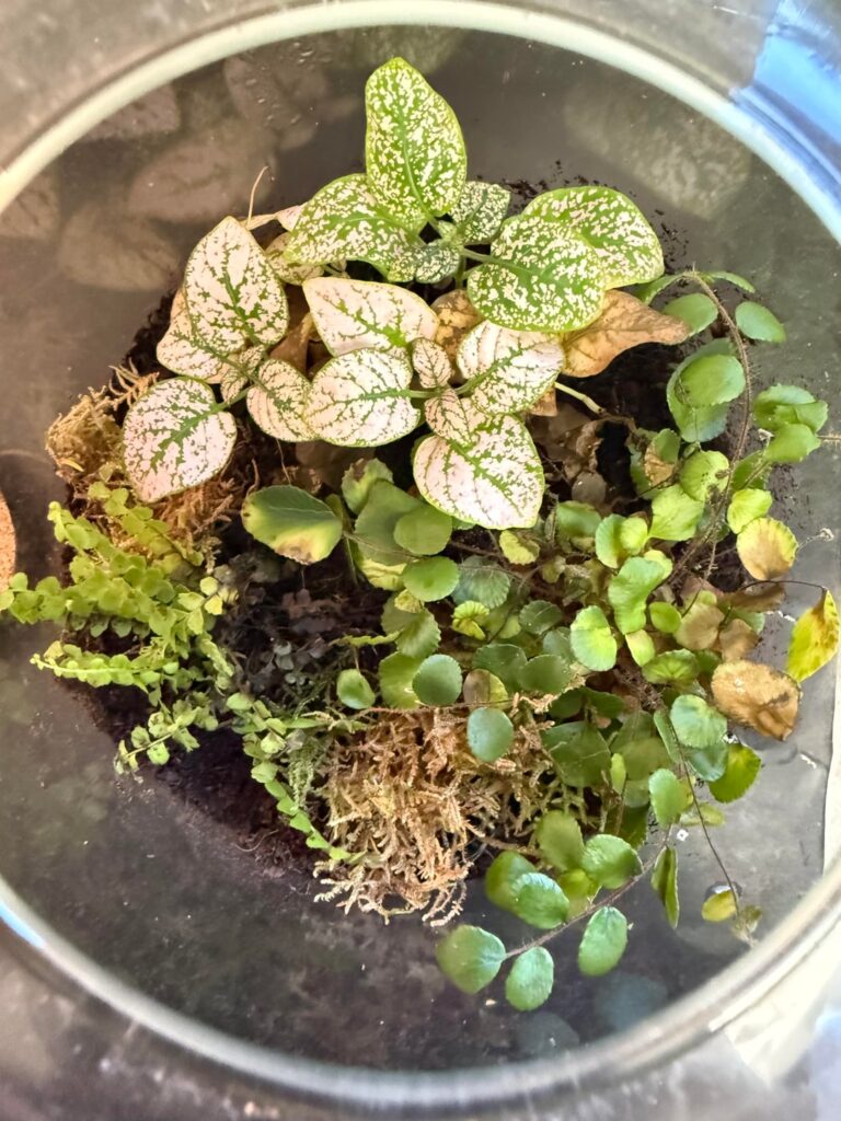 Help! Terrarium is dying.