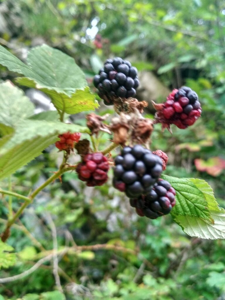 Black Wild Berries