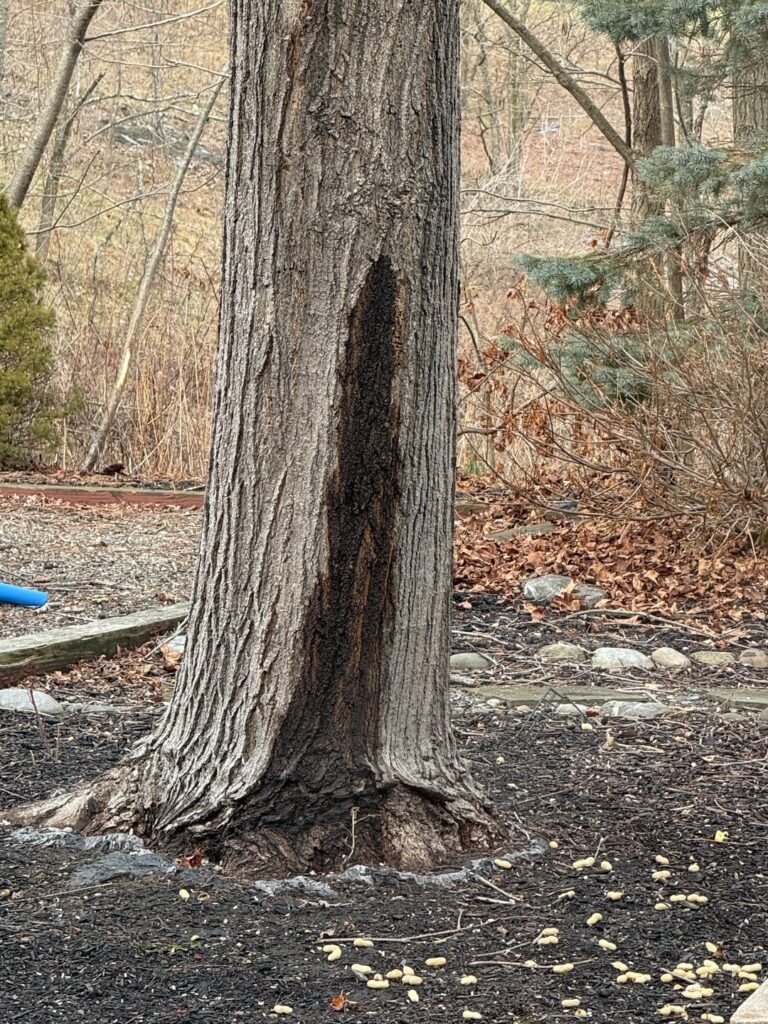 Does my maple have internal decay? What’s going on here?