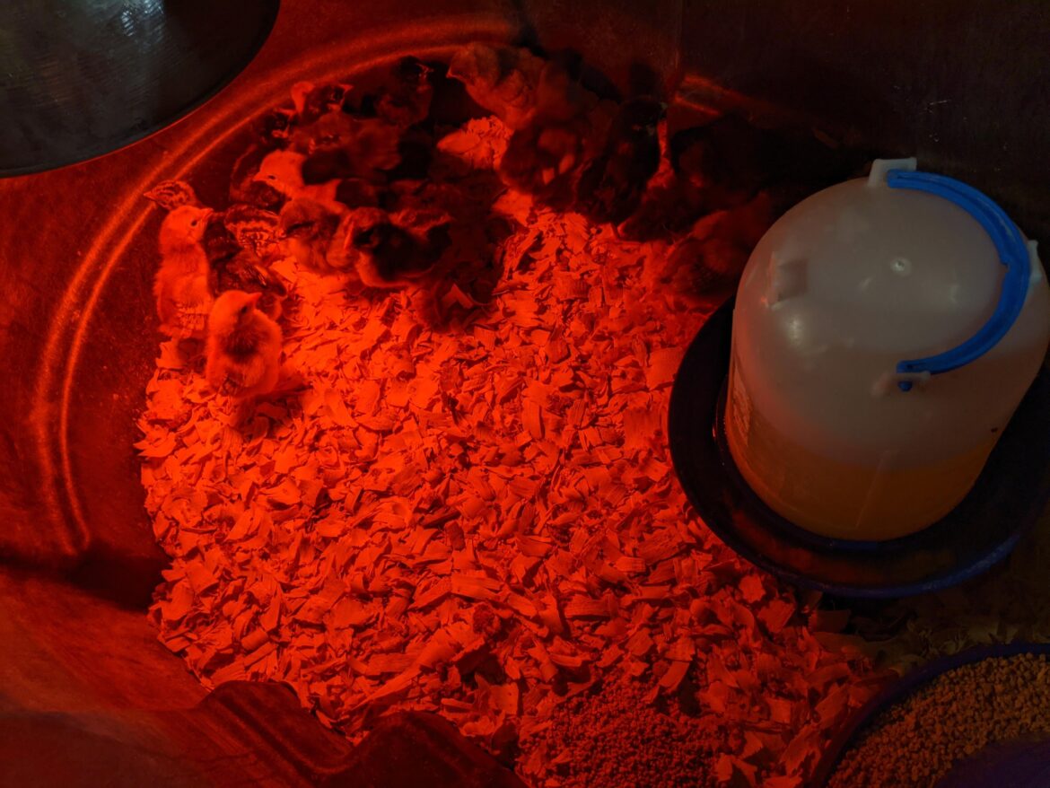 Who else is excited for baby chicks already??