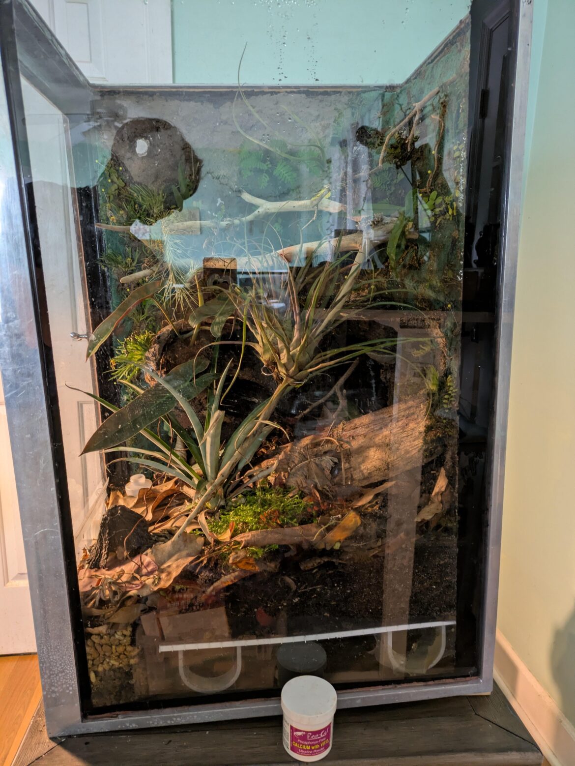 PSA: If you convert a display tank, SEAL THE WOOD LIKE A DEMON LIVES INSIDE PSA: If you convert a display tank, SEAL THE WOOD LIKE A DEMON LIVES INSIDE