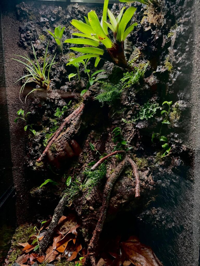 Freshly planted 18x18x36