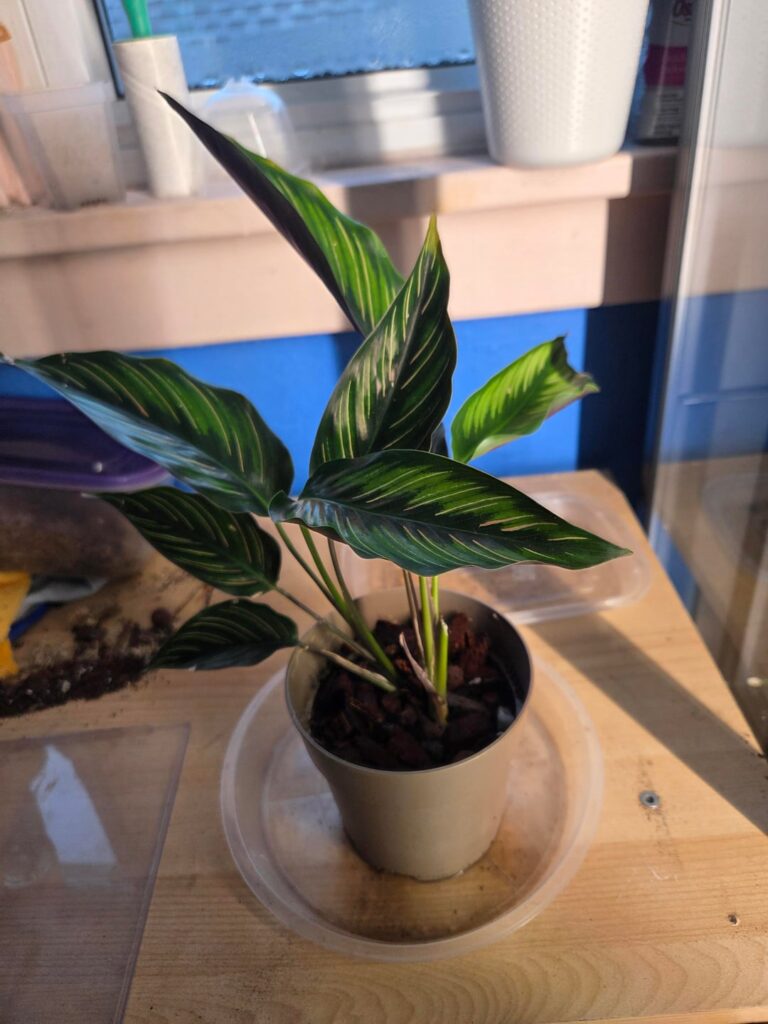 When you're suffering from success