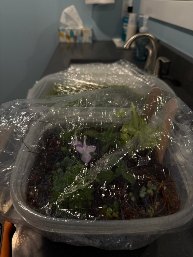 Storing moss/plants between projects.