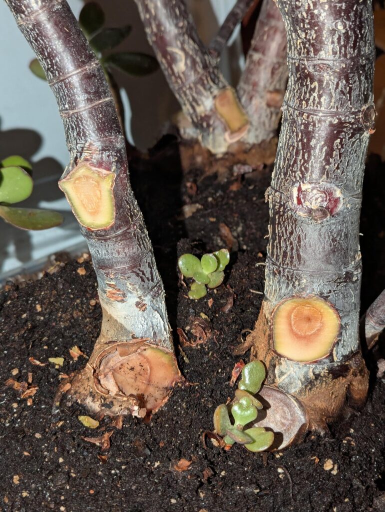 Acquired three old Rotty jades. Cut off some rot and pulled out dead trunks, but not sure if the brown in the trunk is more rot or normal. Should I abandon the roots and behead them all?