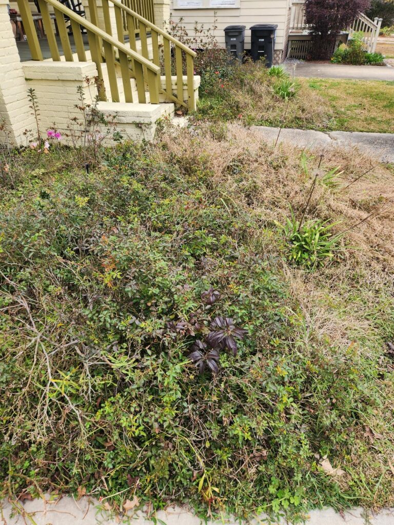 Questions on 'Restoring' Weed Infested Flower Bed [Zone 9]