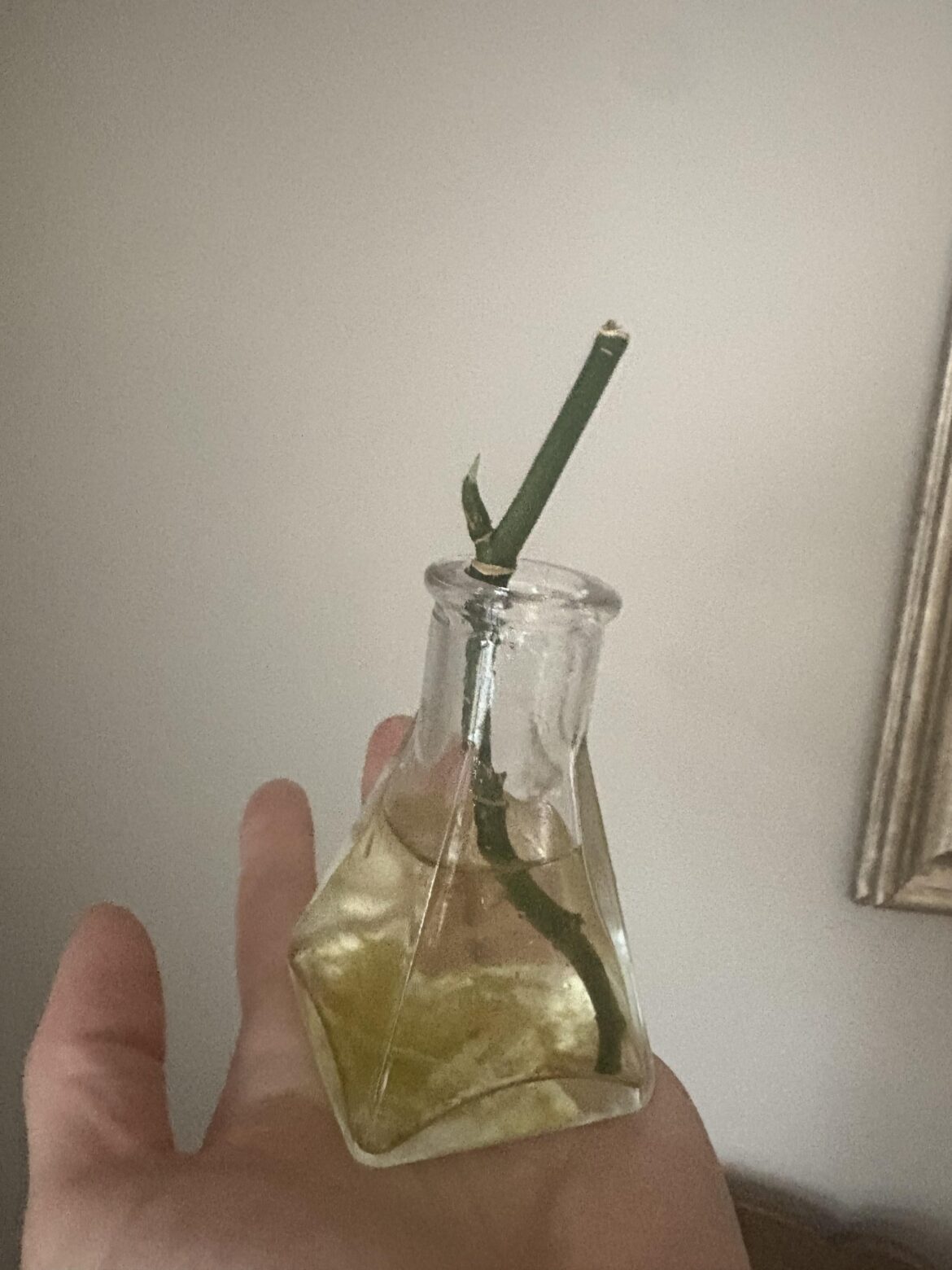 This is a broken piece of a satin pothos I found on the floor at Home Depot over 6 months ago. This week it finally grew a root and started barely pushing out a leaf. Never Give Up.