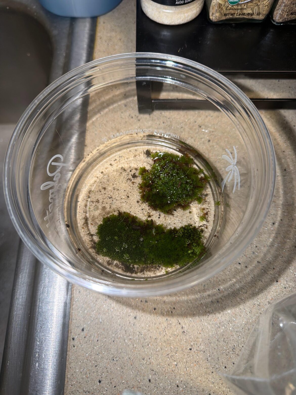 Found this moss growing in a sidewalk crack (only took some). How do I help it thrive in a terrarium?