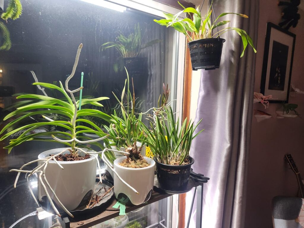 Dunno what I did to please the orchid gods, but yay! So many spikes.