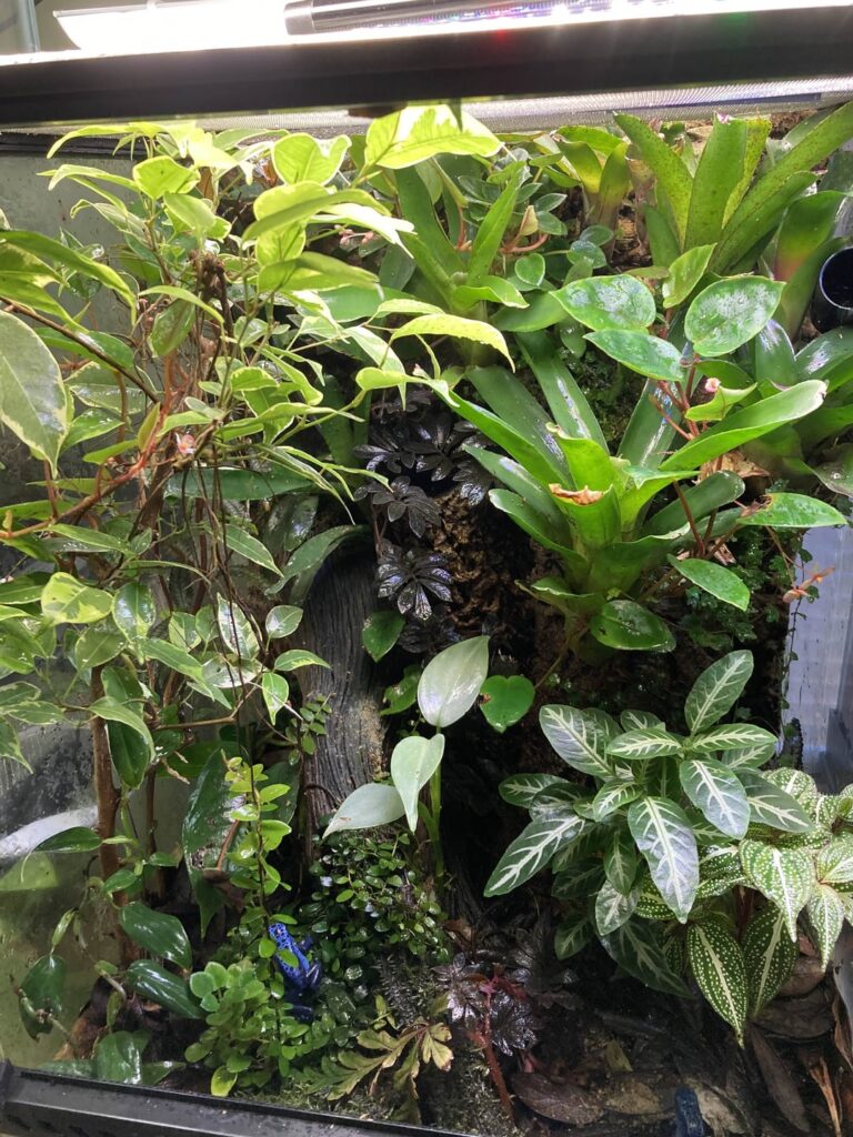 Two of my enclosures for poison dart frogs growing in well. Each has 15-20 plant species and is very low-tech. I hand mist them every 2 or 3 days.