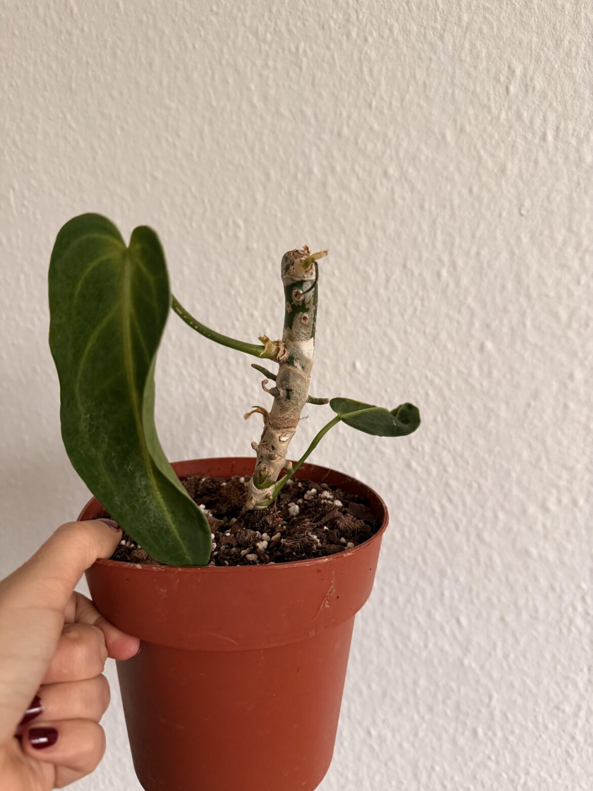 Please help me save this queen