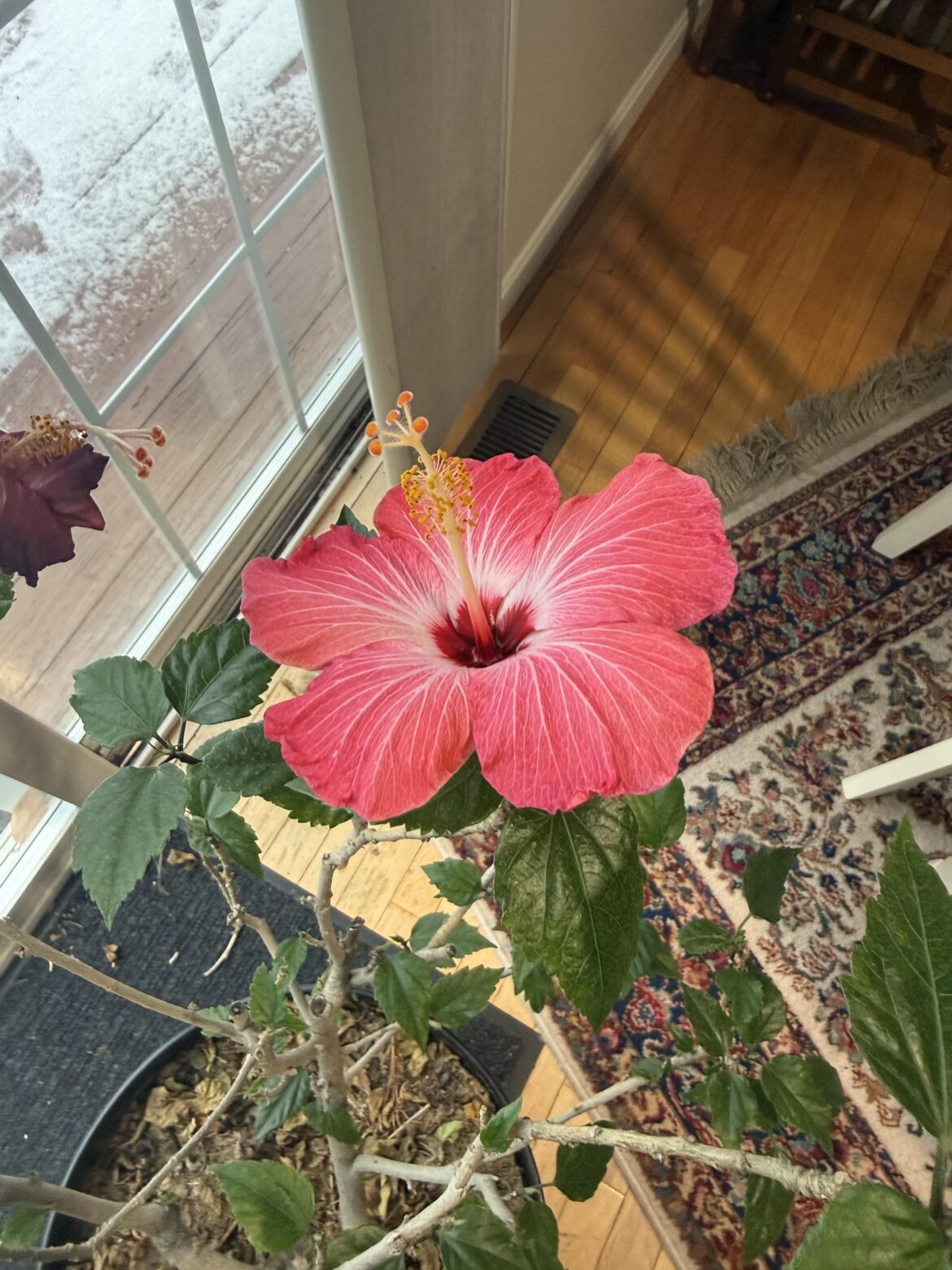 Sick of Ai on here so here’s my lovely REAL tropical hibiscus named Lazarus! He will be 14 this year.