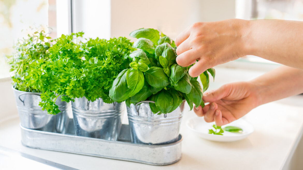 The Gardening Trend Taking Over In 2026 That Doubles As Kitchen Countertop Decor The Gardening Trend Taking Over In 2026 That Doubles As Kitchen Countertop Decor