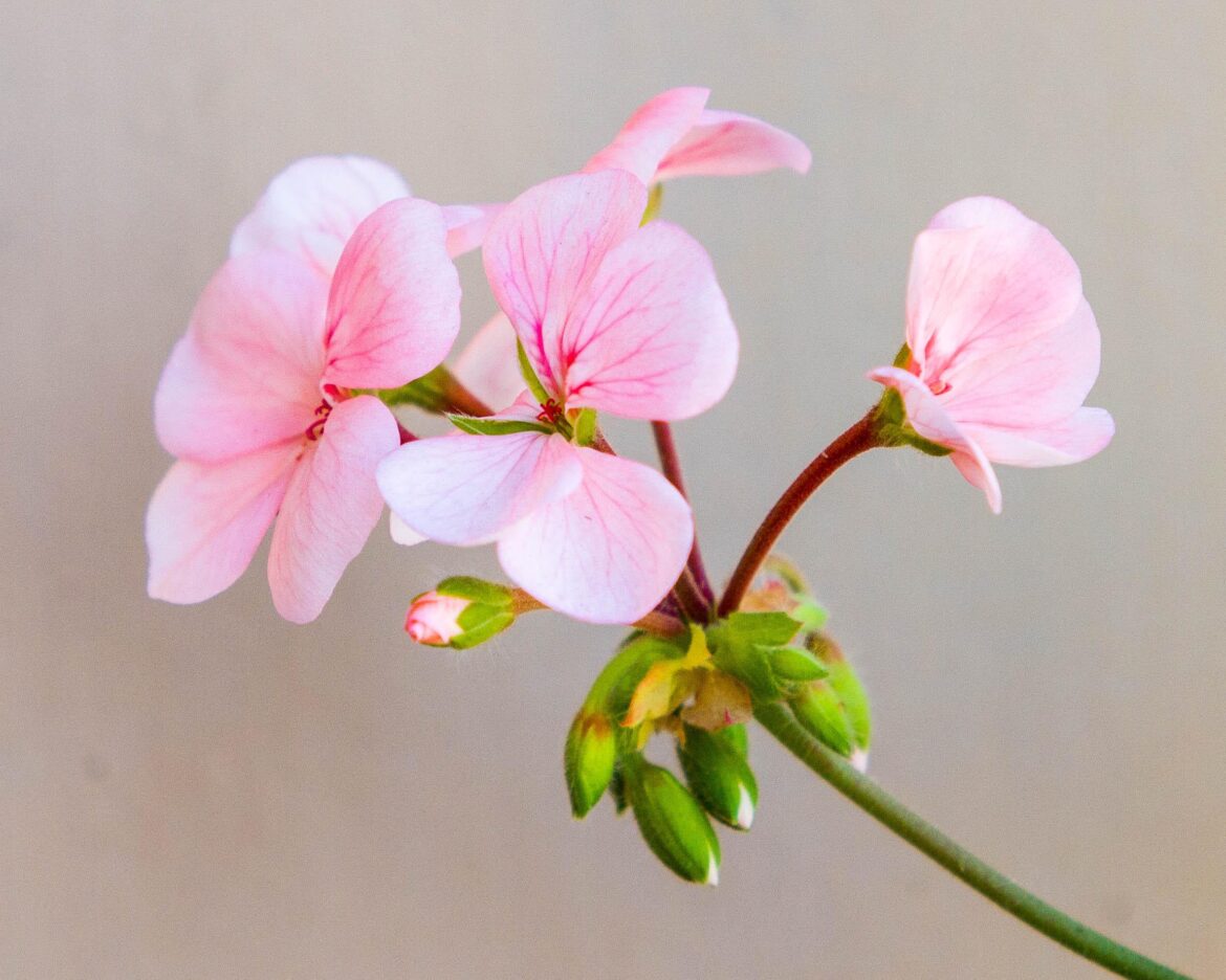 Pretty in Pink Geraniums [OC]