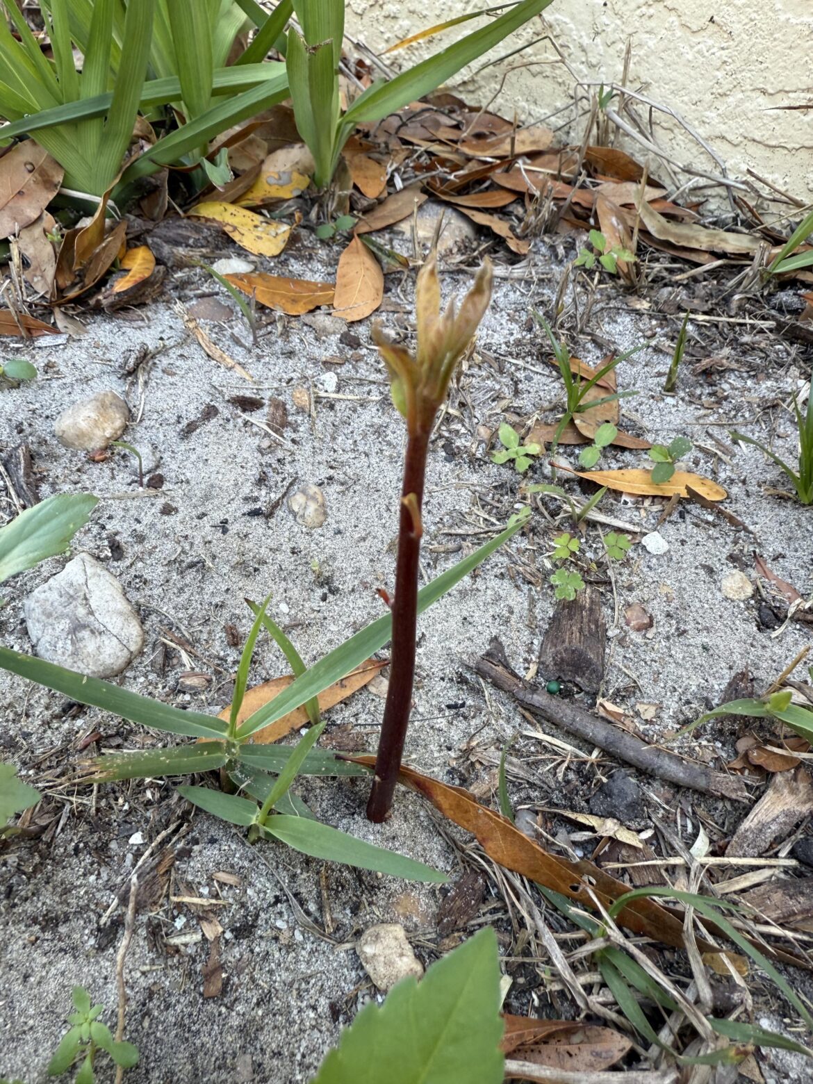What is this plant? -Central Florida