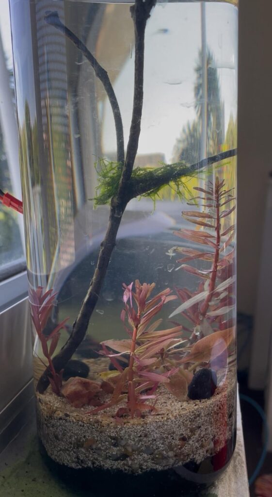 Planted Shrimp jar (culls)