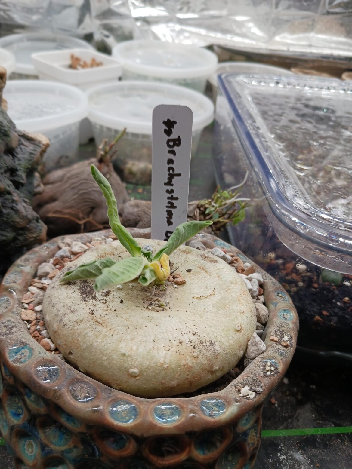 brachystelma buchananii waking up