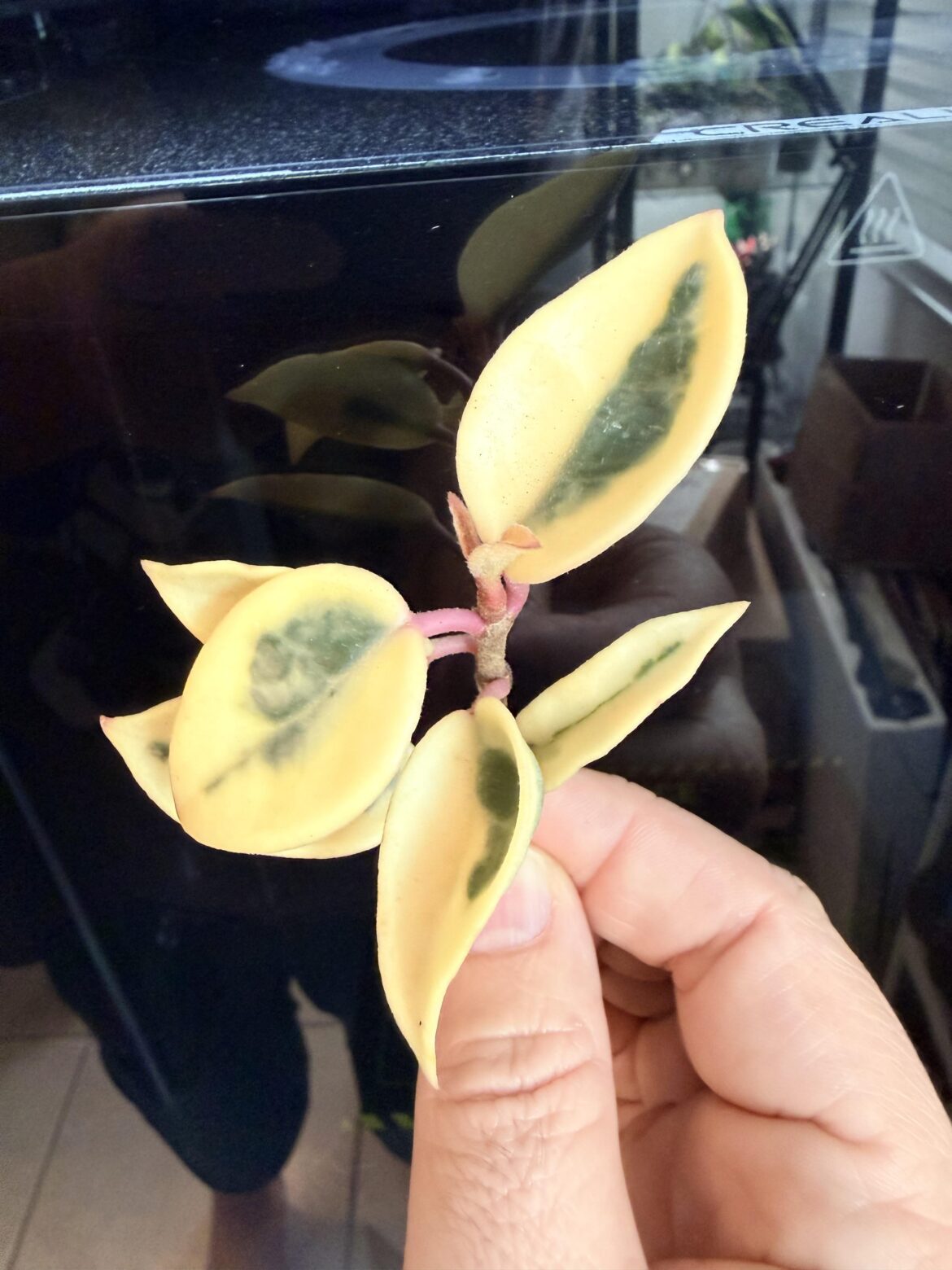Just for fun… guess the Hoya
