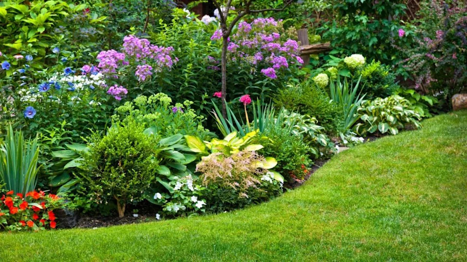 lawn garden shrubs