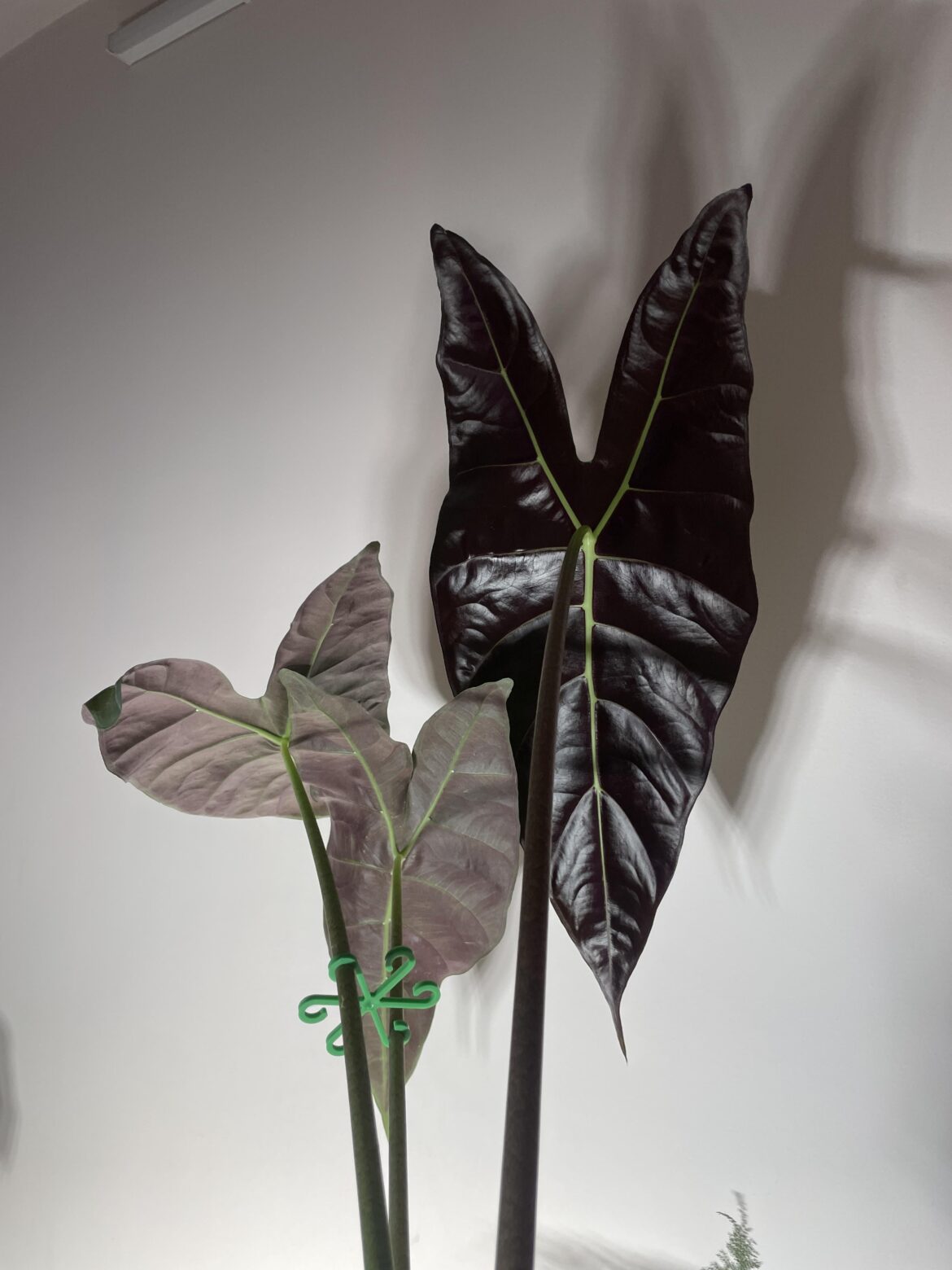 Looks at the new leaf, it’s so gothic