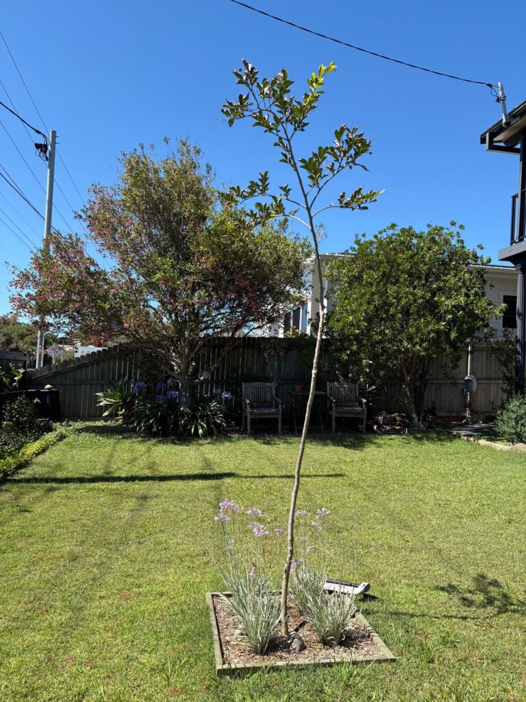 What to do about my lanky crepe myrtle?