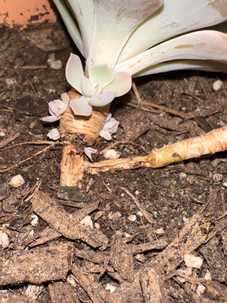 What’s happening to my echeveria runyonii? What’s happening to my echeveria runyonii?
