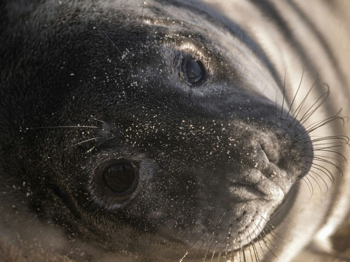 Seal pup rescued from Cornwall garden after Storm Chandra floods