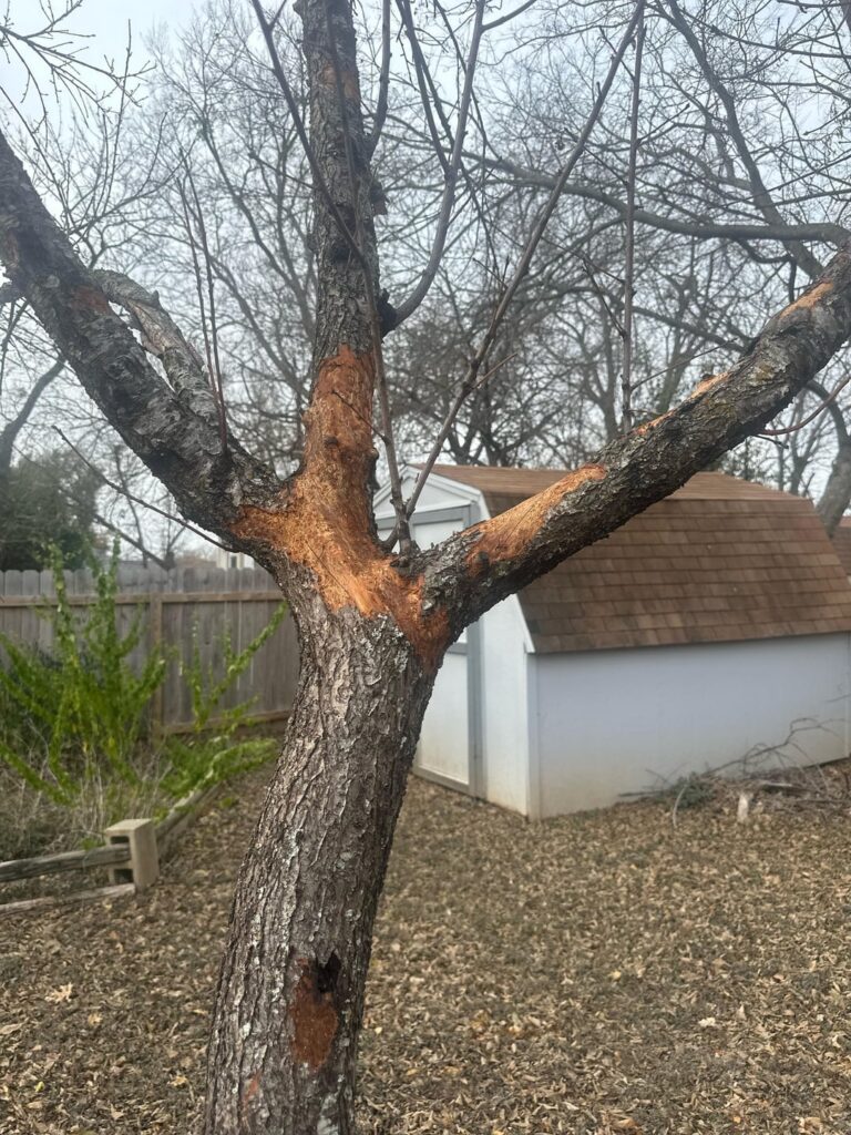 Is this canker or an animal?