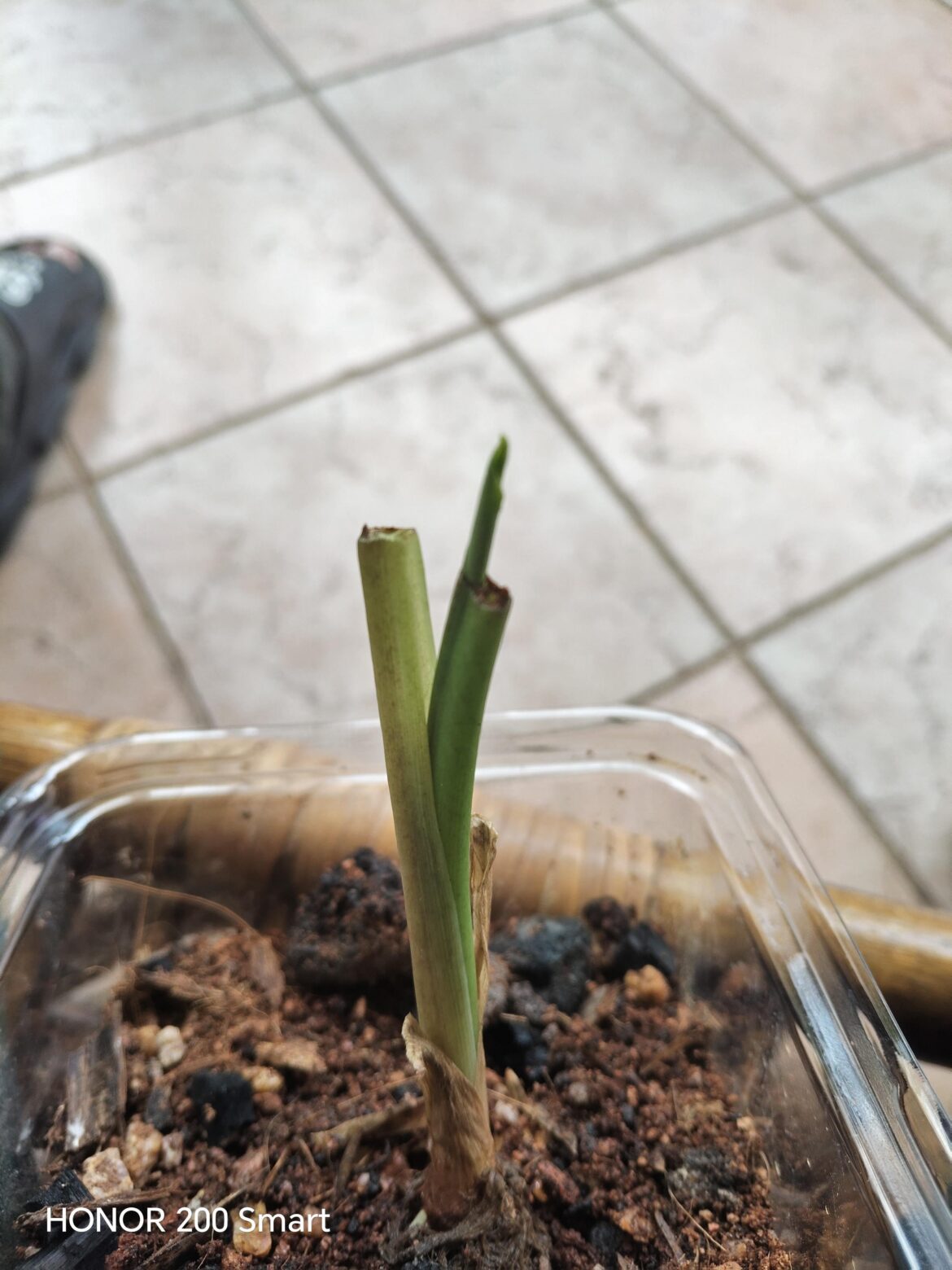 Update: colocasia sprung back to life