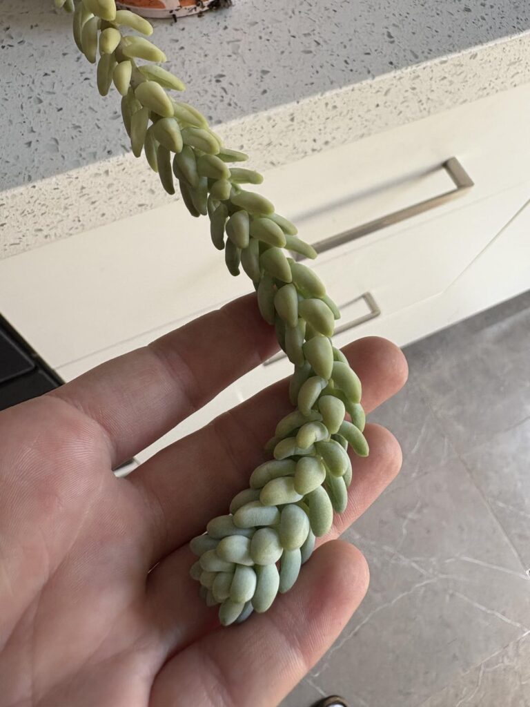 Is it thirsty if the stem is puckered but the tip is plump?