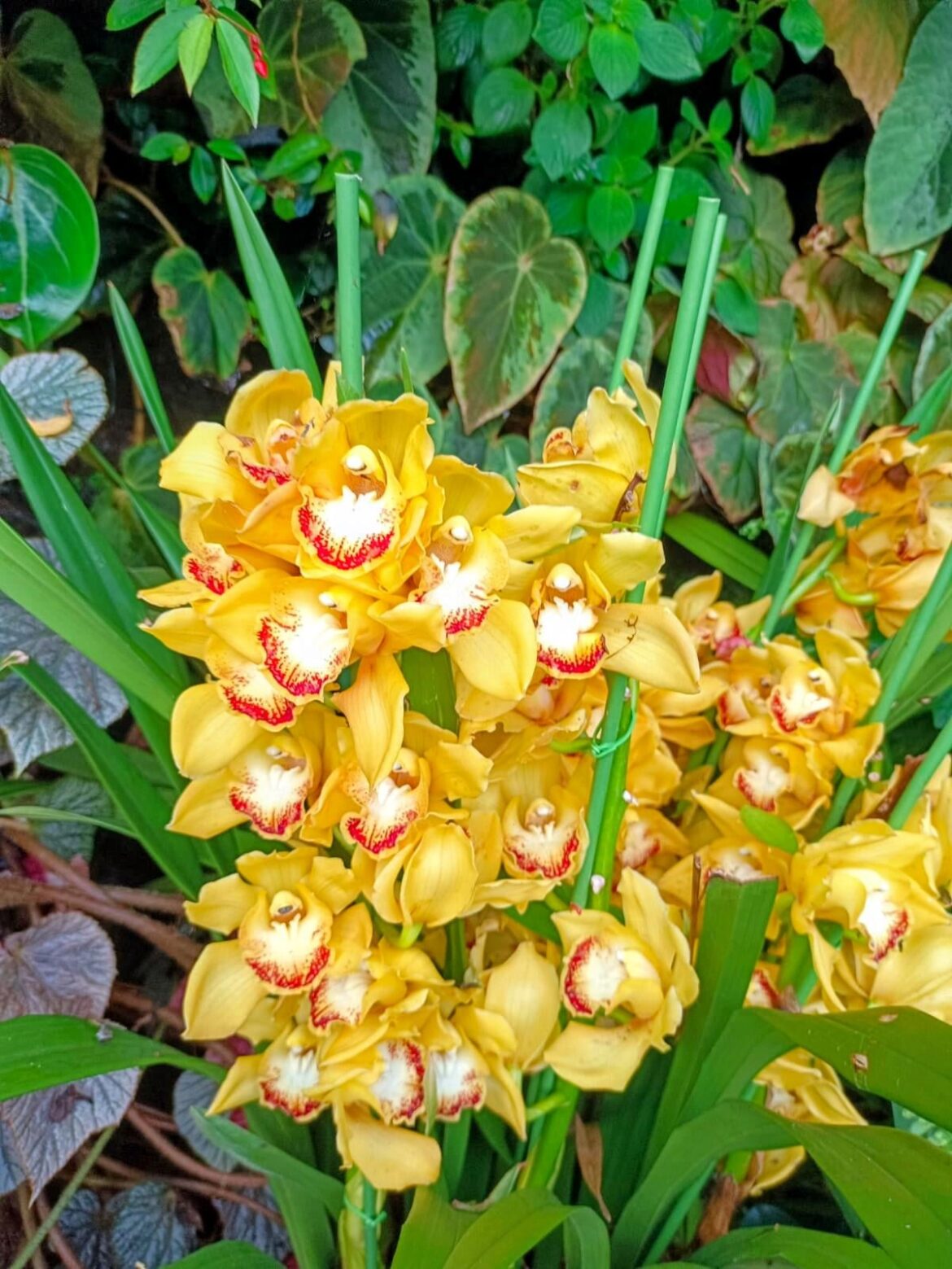 Beautiful orchids