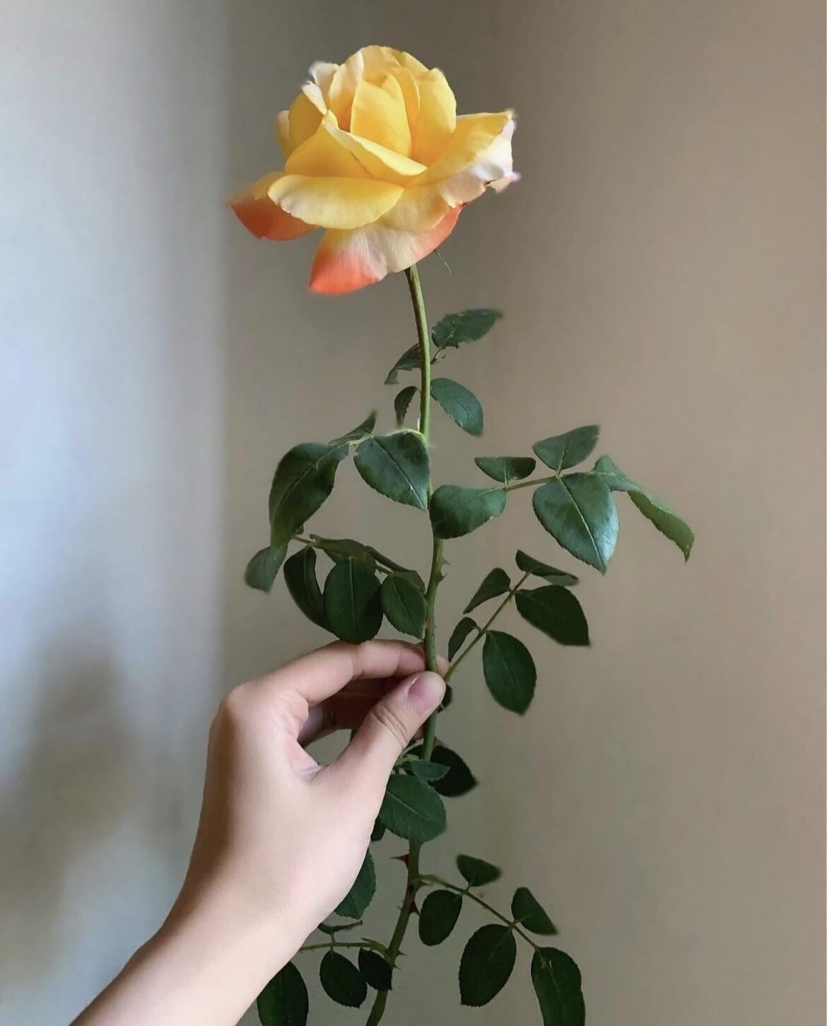 Holding something beautiful.✨