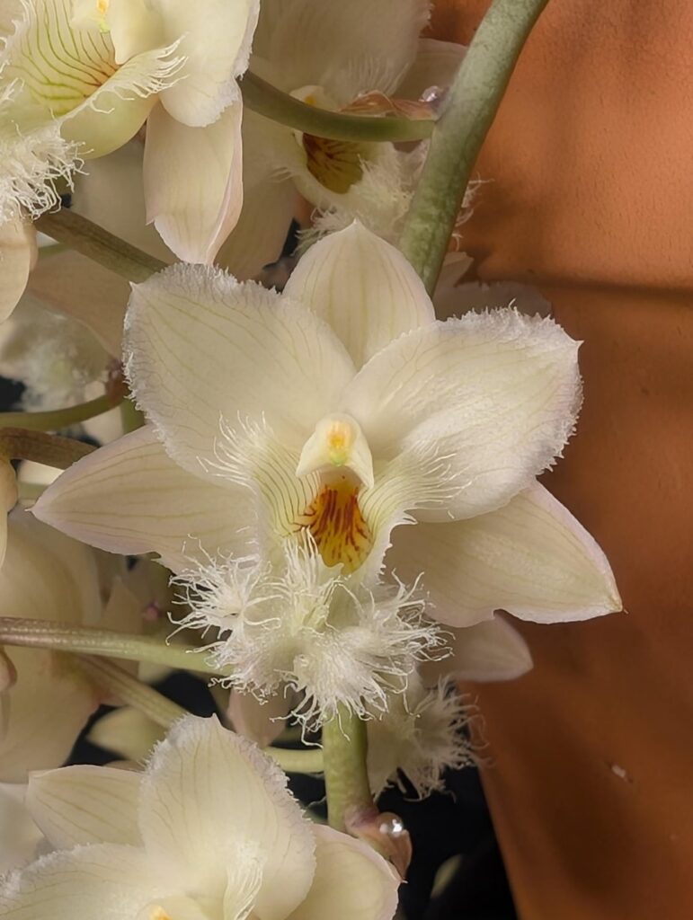 Cl. Grace Dunn, starting off 2026 with amazing show