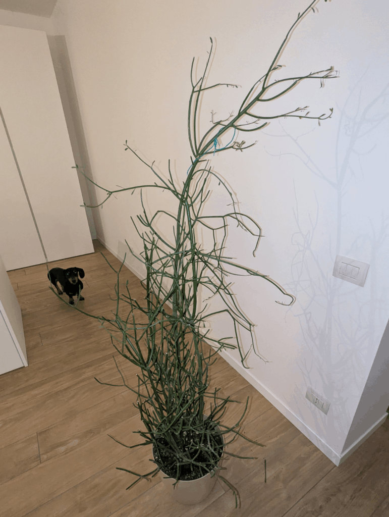 Euphorbia tirucalli: how to help it? Euphorbia tirucalli: how to help it?