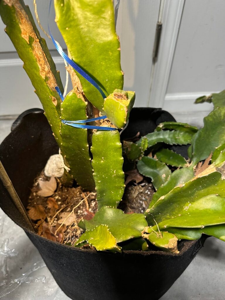 Happy New Years… The actual last graft of the year!!! TBM my fave :)