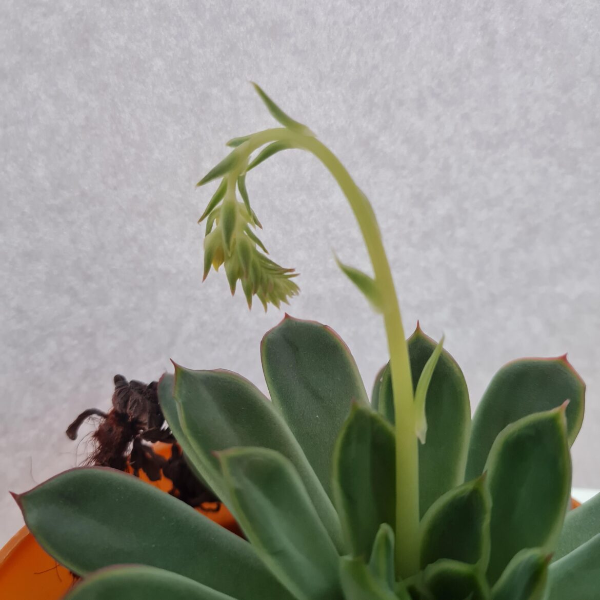 This is flowering right?