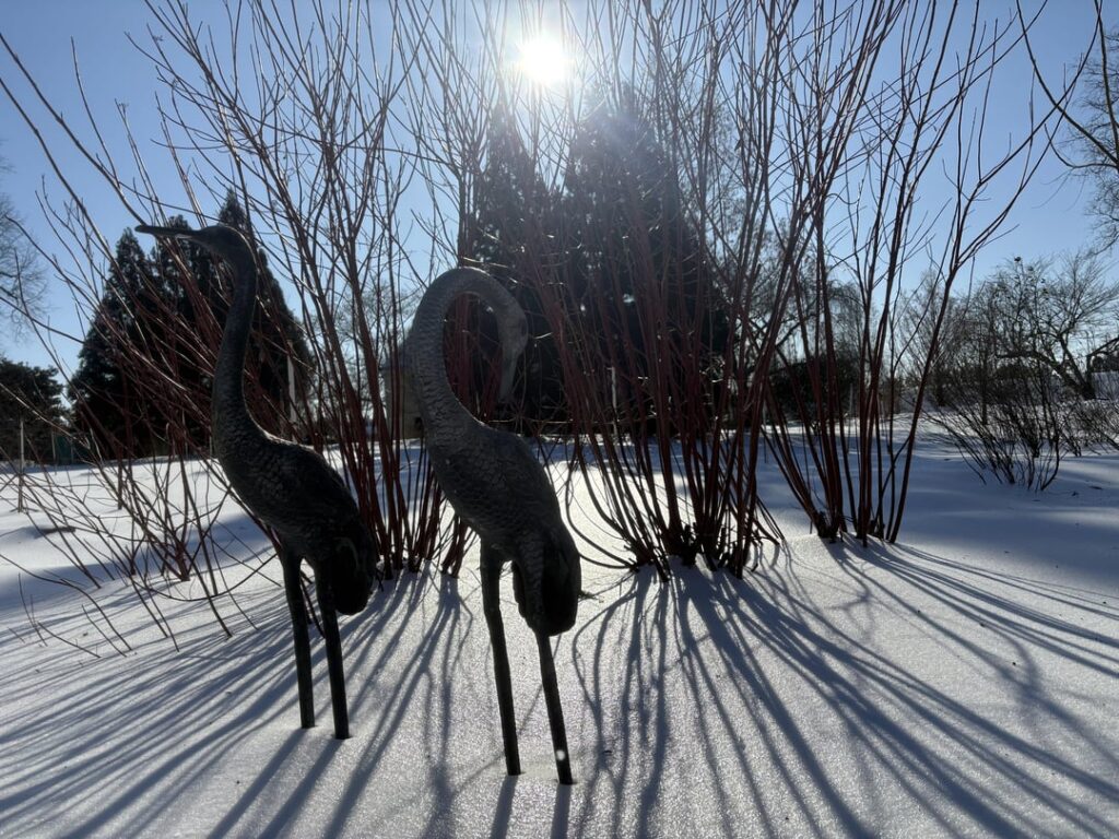 Cornus sericea in the bright NJ snow