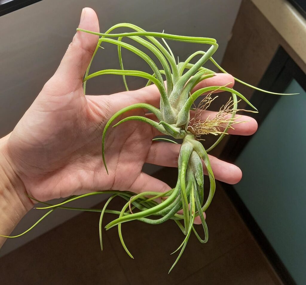 Help! Did I screw up the pup removal?? Help! Did I screw up the pup removal??